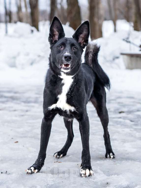 Собаки в Москве: Молодой мальчик, квартирного содержания в добрые руки Мальчик, Бесплатно - фото 7