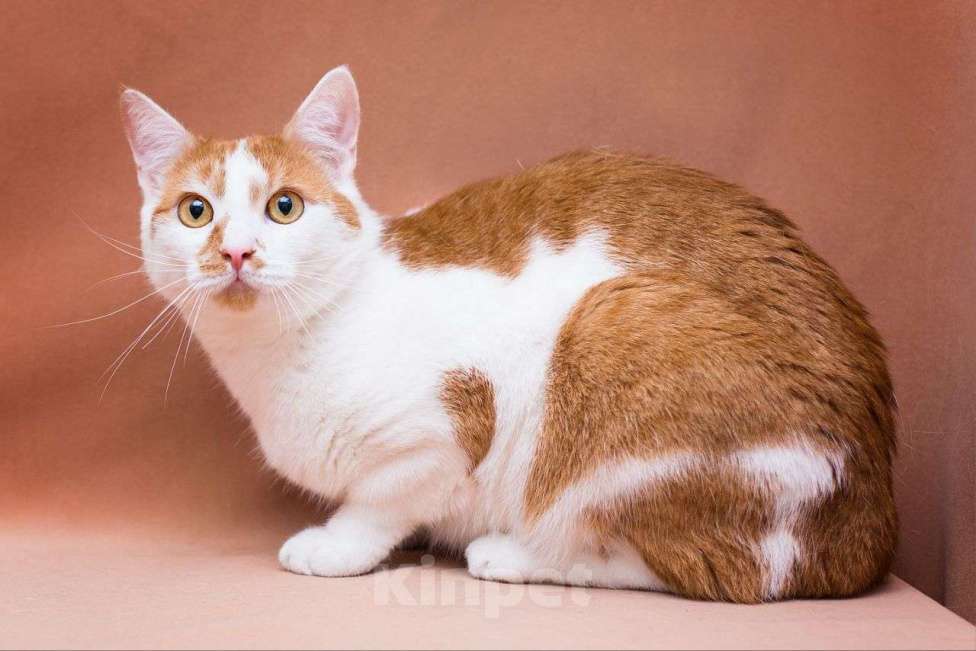 Кошки в Москве: Лионелла ищет дом Девочка, Бесплатно - фото 2