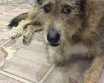 Собаки в Красноярске:  Tor Мальчик, 1 000 руб. - фото 2