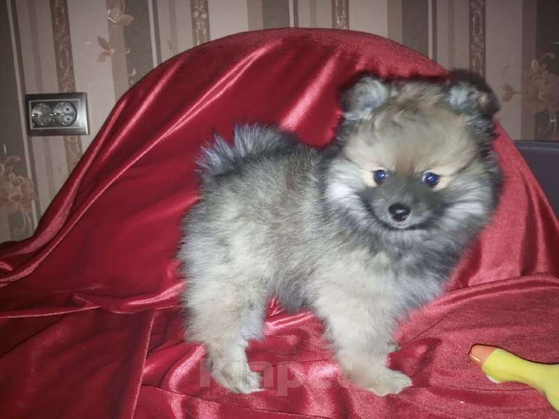 Собаки в Добрянке: Померанский Шпиц Девочка, 25 000 руб. - фото 1