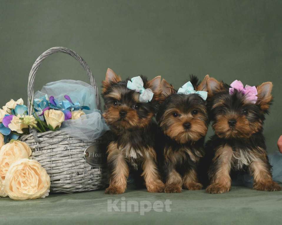 Собаки в Красногорске: Продам щенков  Девочка, 35 000 руб. - фото 3