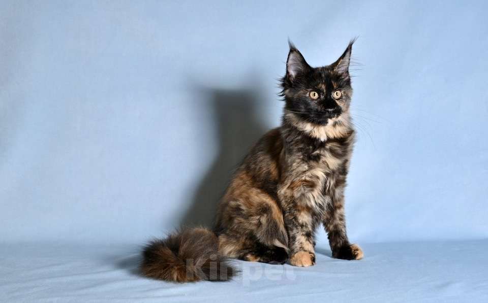 Кошки в Саратове: Мейн Кун Девочка, 40 000 руб. - фото 1