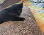 Кошки в Перми: Котенок. Девочка. В самые добрые руки Девочка, Бесплатно - фото 2