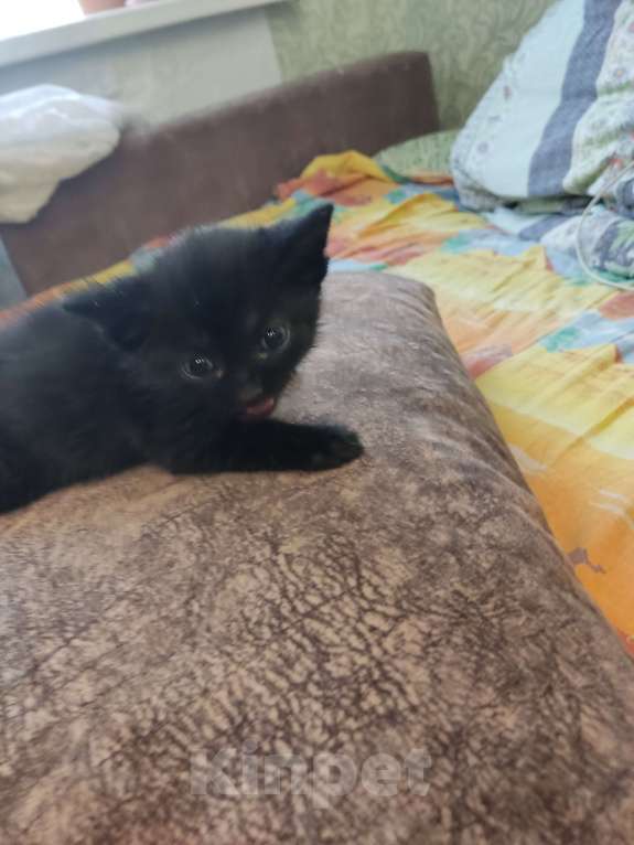 Кошки в Перми: Котенок. Девочка. В самые добрые руки Девочка, Бесплатно - фото 2