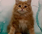 Кошки в Новосибирске: Котята-апельсинчики Мальчик, 25 000 руб. - фото 1