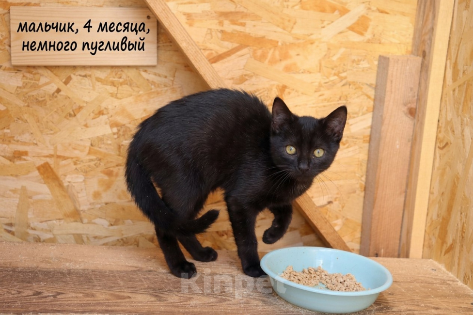 Кошки в Москве: В добрые руки: три черные кошечки Девочка, Бесплатно - фото 6