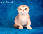 Кошки в Санкт-Петербурге: Скоттиш-фолд котик голубое золото Мальчик, 50 000 руб. - фото 2