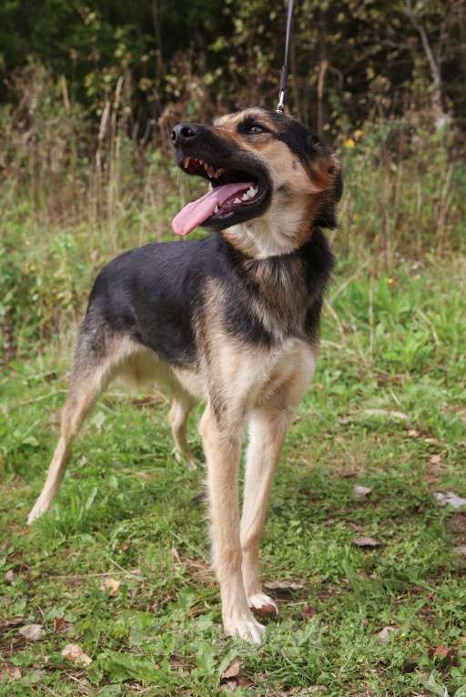 Собаки в Москве: Эмма, собака-улыбака Девочка, Бесплатно - фото 2