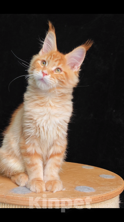 Кошки в Санкт-Петербурге: Красный мальчик Мейн кун Мальчик, Бесплатно - фото 2