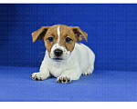 Собаки в Воронеже: Джек рассел Девочка, 40 000 руб. - фото 4