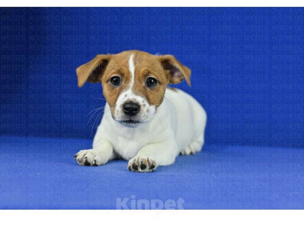 Собаки в Воронеже: Джек рассел Девочка, 40 000 руб. - фото 4