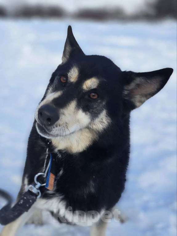 Собаки в Королеве: Малибу! Если вы в поисках не просто питомца, а настоящего друга, с которым хоть на край света Девочка, Бесплатно - фото 9