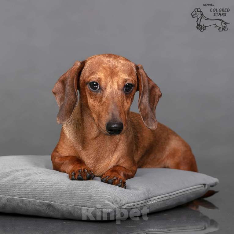 Собаки в Королеве: Миниатюрные мальчики в прекрасном экстерьере.  Мальчик, 55 000 руб. - фото 5