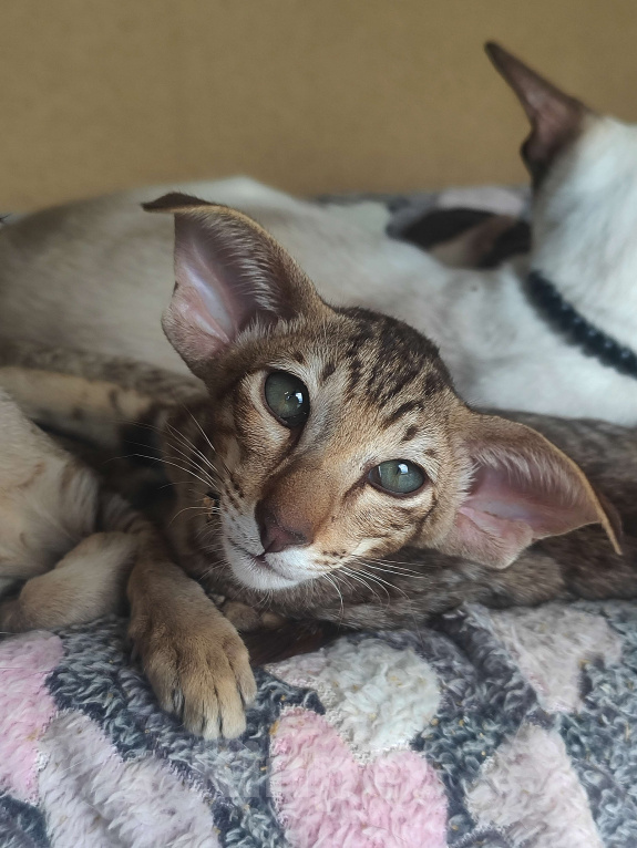 Кошки в Санкт-Петербурге: Ориентальная кошечка Девочка, Бесплатно - фото 8