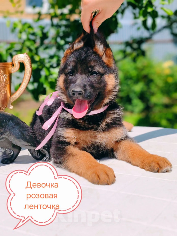 Собаки в Ковровом: Шикарные щенки немецкой овчарки Разнополые, Бесплатно - фото 1