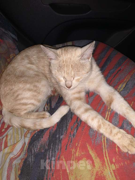 Кошки в Рязани: Рыжий котик в добрые руки Мальчик, Бесплатно - фото 1