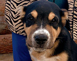 Собаки в Бийске: Кобель САО, чёрно-подпалого окраса, 3 мес. Мальчик, 10 000 руб. - фото 9