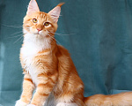 Кошки в Мытищах: Котенок Мейн-кун Мальчик, 40 000 руб. - фото 4