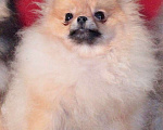 Собаки в Химках: померанский шпиц взрослая микро девочка Девочка, 50 000 руб. - фото 2