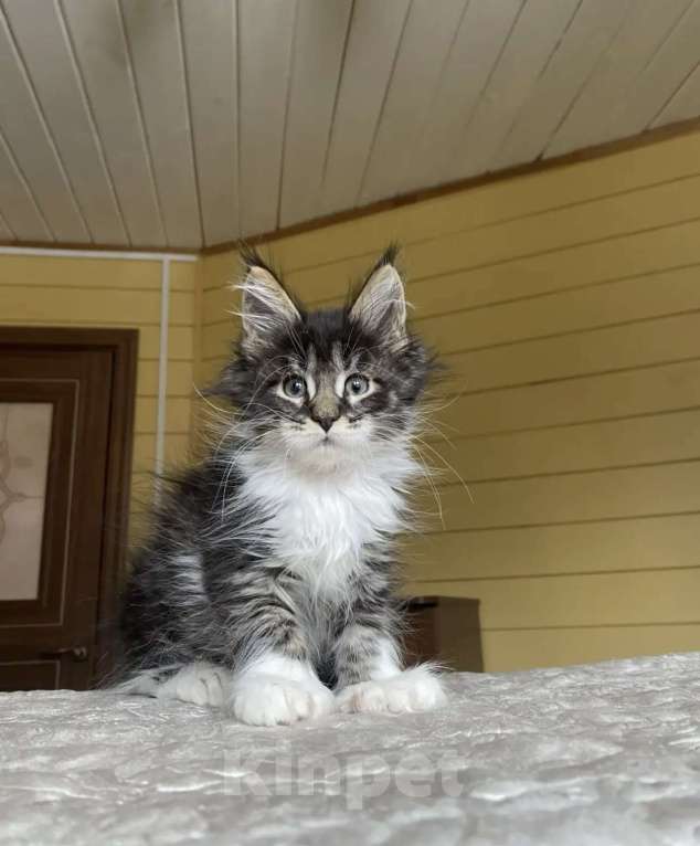 Кошки в других городах Московской области: Мейн-кун полидакт мальчишка🔥 Мальчик, 80 000 руб. - фото 7