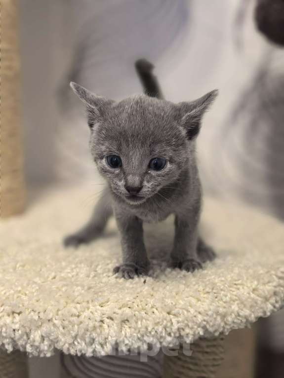 Кошки в Москве: Котята русской голубой Мальчик, 70 000 руб. - фото 1