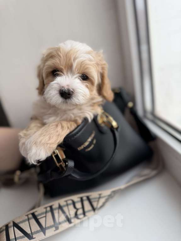 Собаки в Иваново: Той-пудель мальчик Мальчик, 90 000 руб. - фото 3