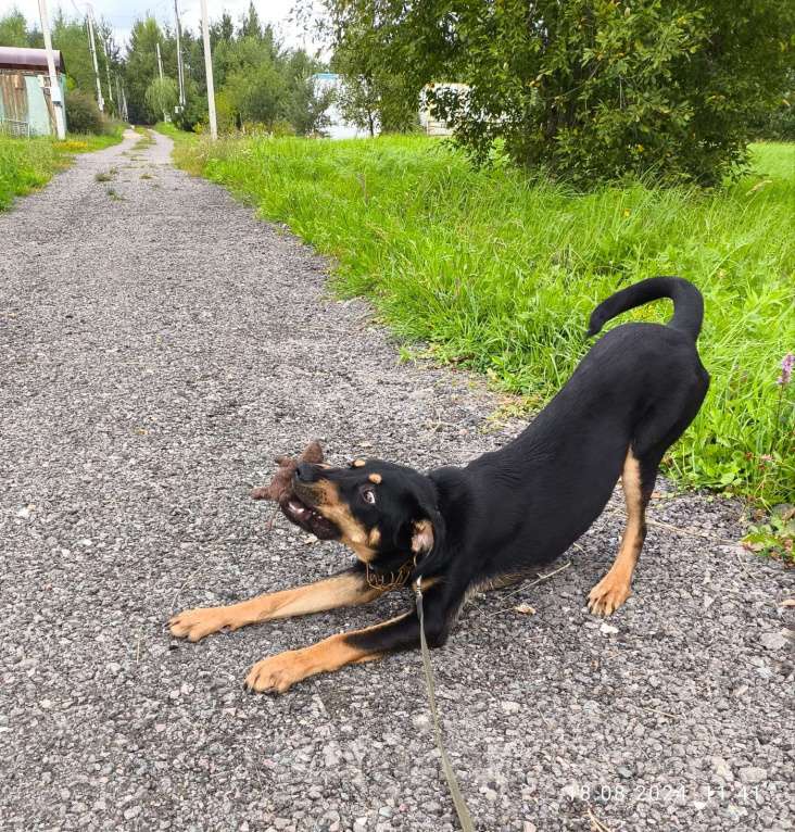 Собаки в Москве: Метис добермана. Щенок Декстер в добрые руки Мальчик, Бесплатно - фото 5