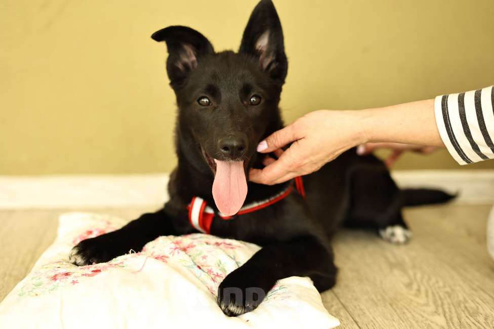 Собаки в Москве: Щенок бесплатно в Москве Девочка, Бесплатно - фото 6