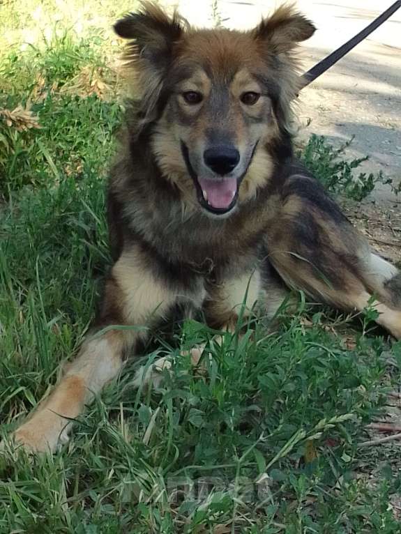 Собаки в Пензе: Молодая собачка в добрые руки Девочка, Бесплатно - фото 3