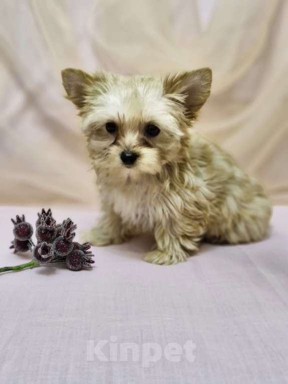 Собаки в Ростове-на-Дону: Голддаст йорк Мальчик, 20 000 руб. - фото 8