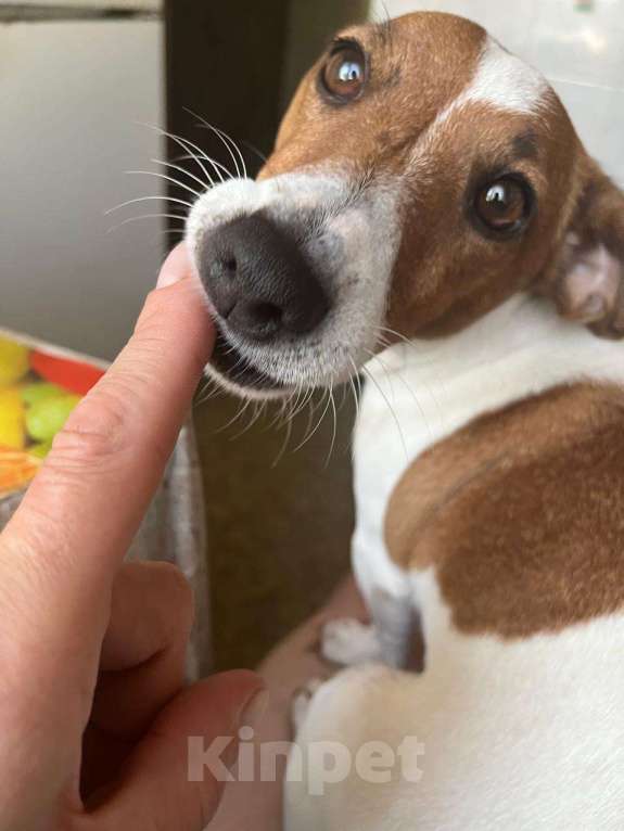 Собаки в Мытищах: Ищем теплый дом  Девочка, Бесплатно - фото 1