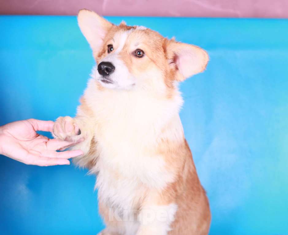 Собаки в Москве: вельш корги пемброк щенки Мальчик, 70 000 руб. - фото 2