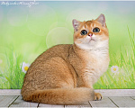 Кошки в Геленджике: Шотландский короткошёрстный котик Мальчик, 25 000 руб. - фото 1