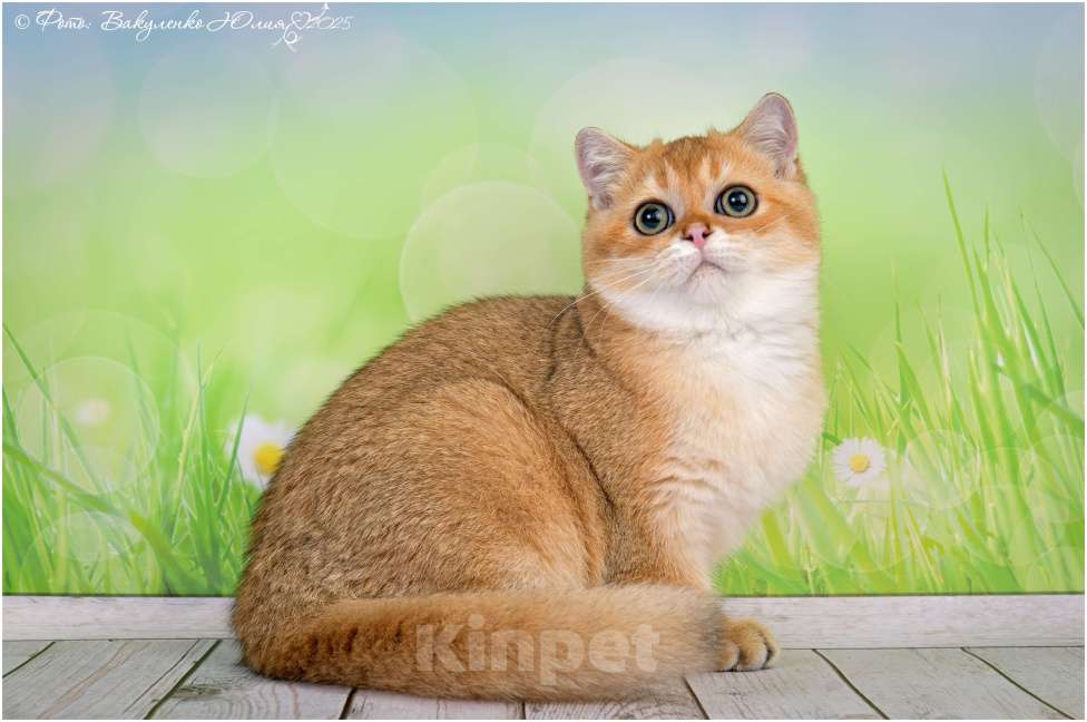 Кошки в Геленджике: Шотландский короткошёрстный котик Мальчик, 25 000 руб. - фото 1