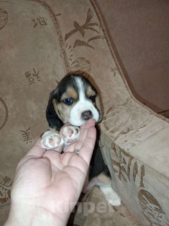 Собаки в Барнауле: Щенок бигля Мальчик, 40 000 руб. - фото 6