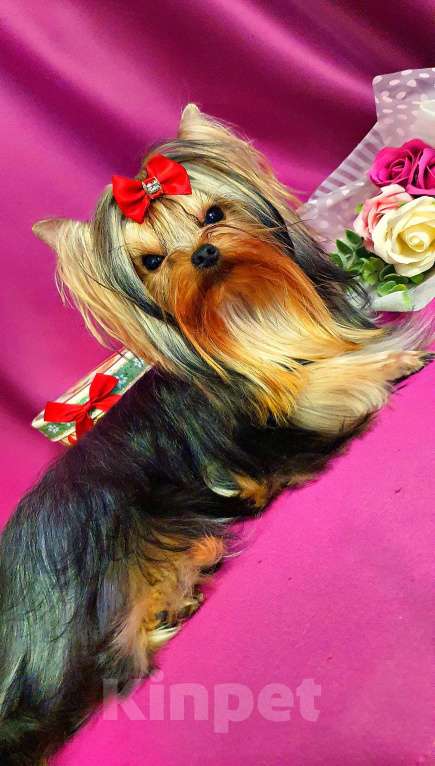 Собаки в Москве: МАЛЬЧИКИ-КРАСАВЧИКИ РКФ Мальчик, Бесплатно - фото 3