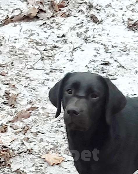 Собаки в других городах Московской области: Черный щенок лабрадора Девочка, 50 000 руб. - фото 1