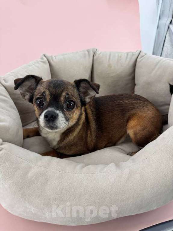 Собаки в Подольске: Чихуа, Взрослая собака Девочка, Бесплатно - фото 1