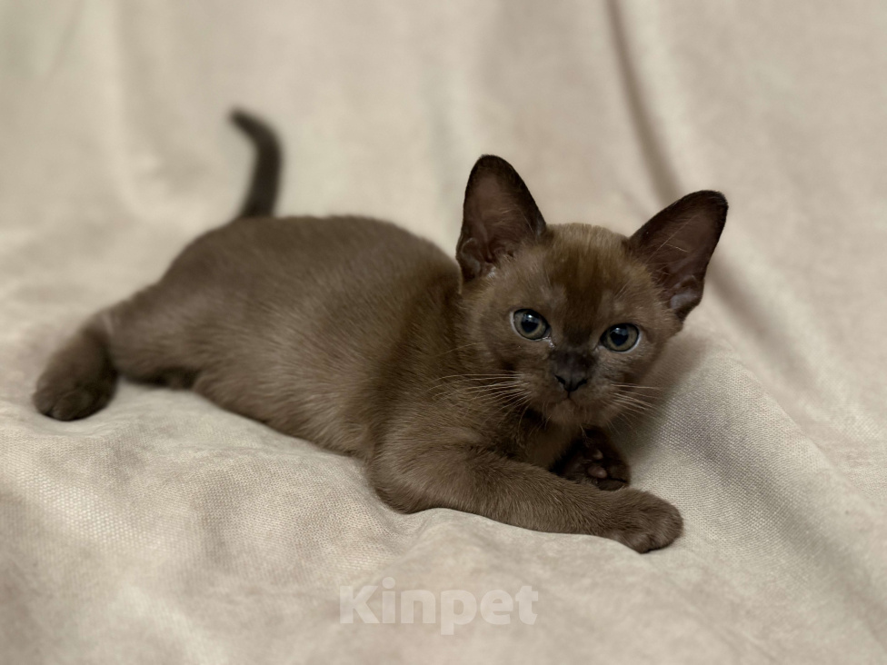 Кошки в Москве: Бурманская девочка  Девочка, 100 000 руб. - фото 2