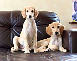 Собаки в Мытищах: Щенки салюки  Мальчик, 200 000 руб. - фото 7