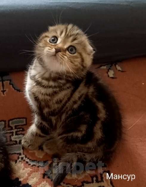 Кошки в Москве: Шотландский котёнок Мальчик, 15 000 руб. - фото 1