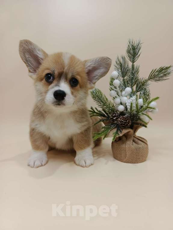 Собаки в Москве: Читос. Щенок вельш корги пемброк Мальчик, 60 000 руб. - фото 4