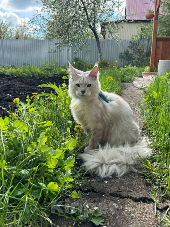 Кошки в Уфе: Мейн-кун, белый с черным Мальчик, 12 500 руб. - фото 3