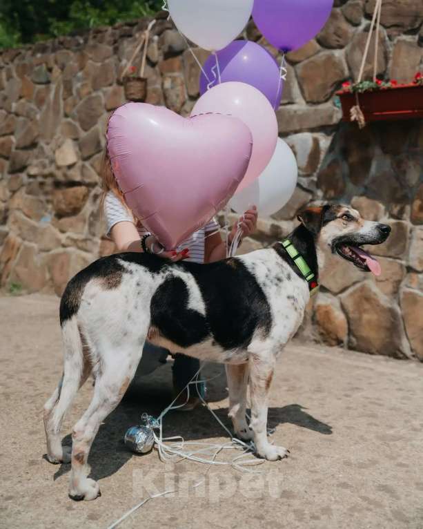 Собаки в Люберцах: Джулия ищет семью Девочка, Бесплатно - фото 4