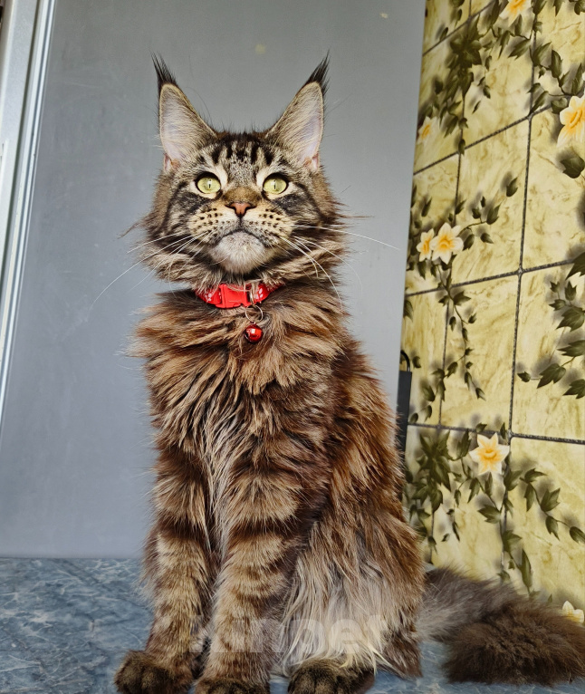 Кошки в Москве: Котёнок Мейн-кун Девочка Девочка, 40 000 руб. - фото 1