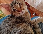 Кошки в Нижнем Новгороде: Котёнок  в добрые руки  Девочка, Бесплатно - фото 3