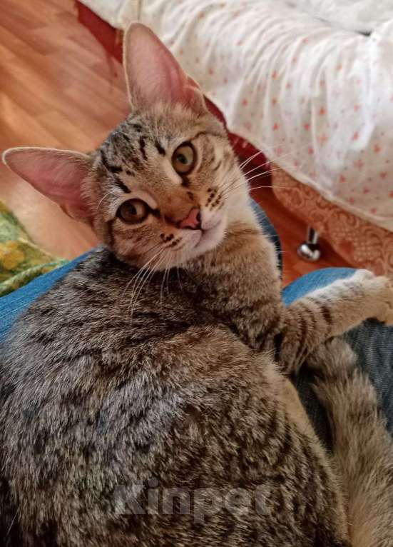 Кошки в Нижнем Новгороде: Котёнок  в добрые руки  Девочка, Бесплатно - фото 3