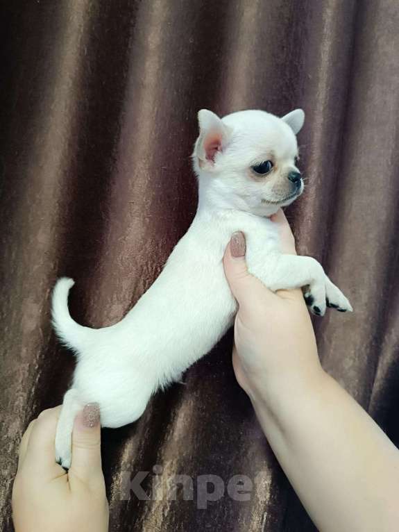 Собаки в Пензе: Чихуахуа мальчик Мальчик, 40 000 руб. - фото 2