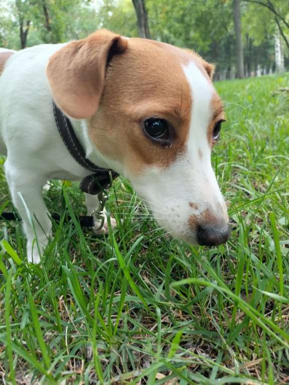 Собаки в Пензе: Майя-1 год Девочка, 12 000 руб. - фото 3