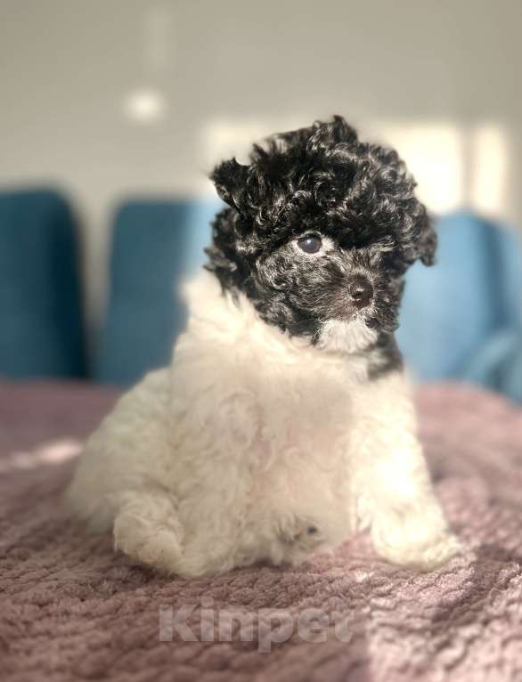 Собаки в Санкт-Петербурге: Девочка Пушон Девочка, 50 000 руб. - фото 6